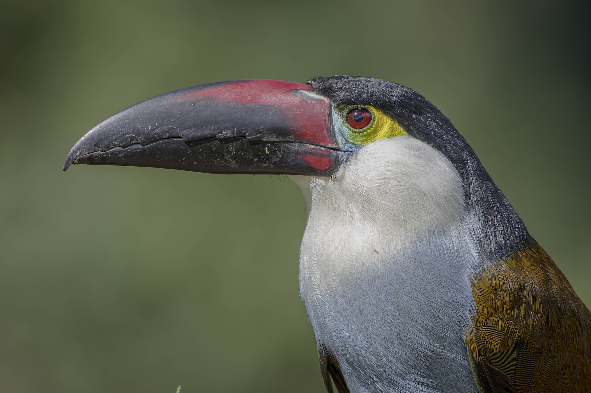 Colors of the Andes: Colombia Bird Photography Tour